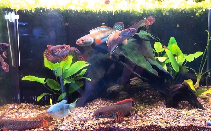 奶茶雷龍魚飼養方法：奶茶雷龍魚是一種受歡迎的觀賞魚