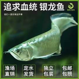 金頭金龍和古典金龍哪個更有升值空間？ 金頭金龍和古典金龍哪個更有升值空間？ 龍魚百科 第3張