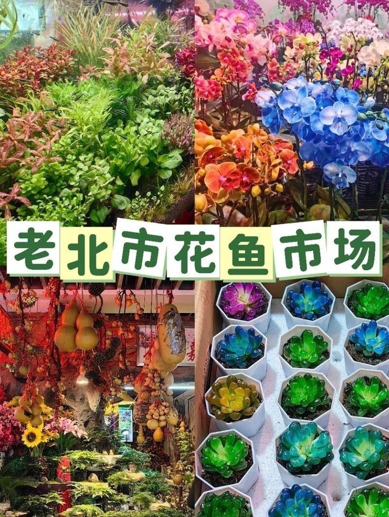 沈陽龍魚批發(fā)市場在哪里啊多少錢