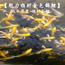 哪里可以購買到龍鳳錦鯉？
