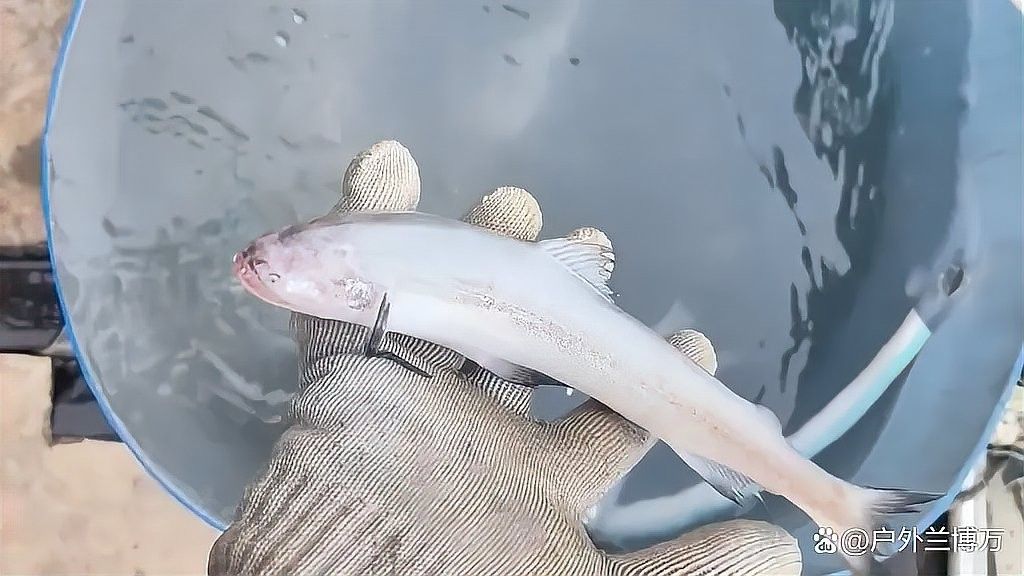 長的像龍魚的小型魚是什么