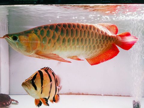 金龍魚(yú)和金魚(yú)區(qū)別在哪：金龍魚(yú)和金魚(yú)區(qū)別在哪，