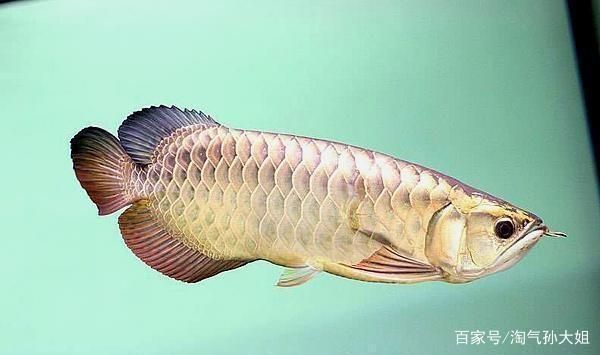 過(guò)背金龍魚一般多大才能過(guò)背（ai多任務(wù)智能體（agent）過(guò)背金龍魚一般多大才能過(guò)背）
