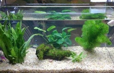 金龍魚缸里為什么不養(yǎng)水草（為什么金龍魚缸里不養(yǎng)水草）