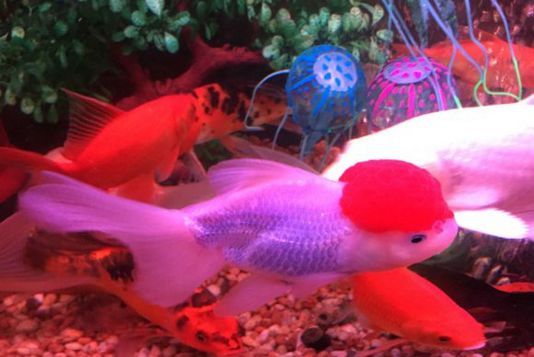 金龍魚缸里為什么不養(yǎng)水草（為什么金龍魚缸里不養(yǎng)水草）