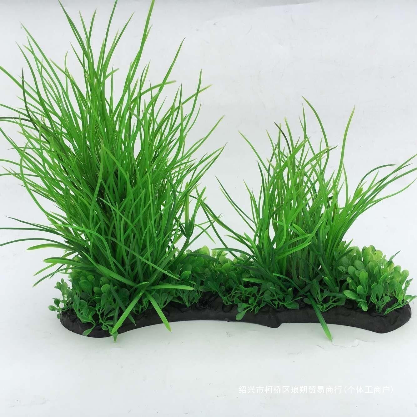 金龍魚缸里為什么不養水草（為什么金龍魚缸里不養水草）