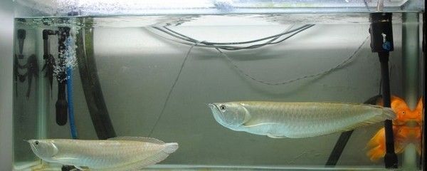 銀龍魚喂食頻率調整方案：銀龍魚的喂食頻率怎么調整 銀龍魚喂食頻率調整方案：銀龍魚的喂食頻率怎么調整 龍魚百科 第1張