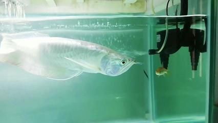 銀龍魚喂食頻率調整方案：銀龍魚的喂食頻率怎么調整 銀龍魚喂食頻率調整方案：銀龍魚的喂食頻率怎么調整 龍魚百科 第5張