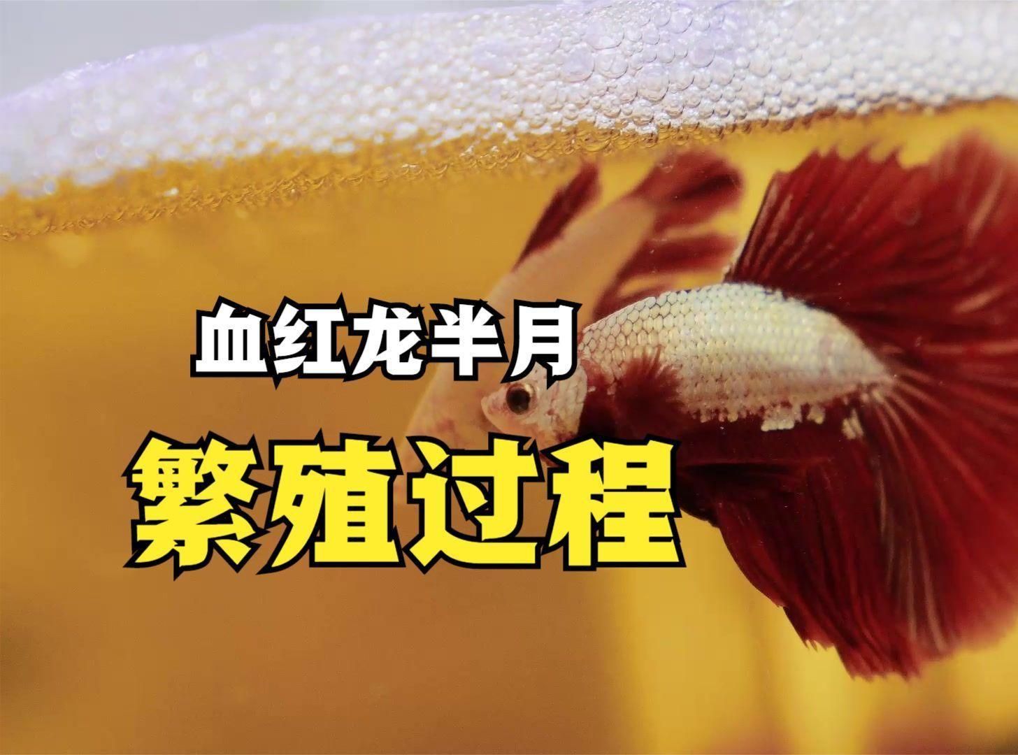 血紅龍魚苗