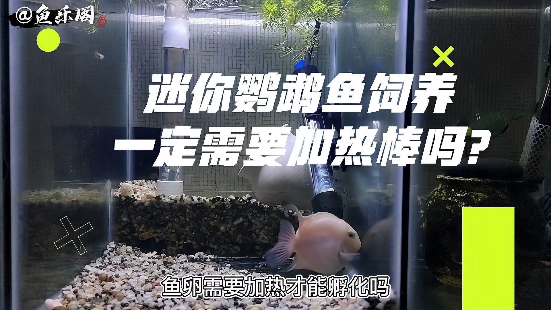 迷你鸚鵡魚(yú)不用加熱棒行嗎