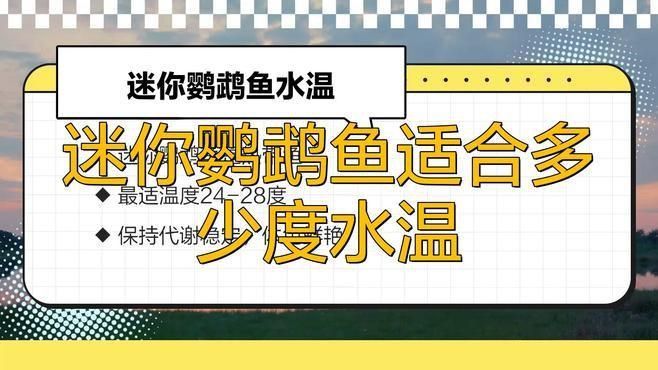 迷你鸚鵡魚(yú)不用加熱棒行嗎