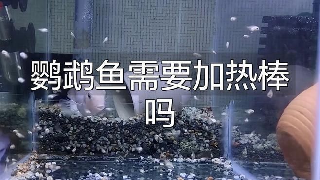 迷你鸚鵡魚(yú)不用加熱棒行嗎