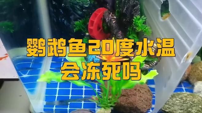 迷你鸚鵡魚(yú)不用加熱棒行嗎