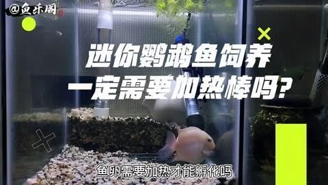迷你鸚鵡魚(yú)不用加熱棒行嗎