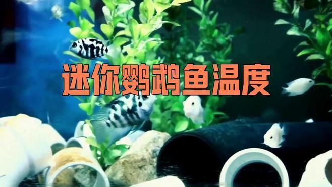 迷你鸚鵡魚(yú)不用加熱棒行嗎