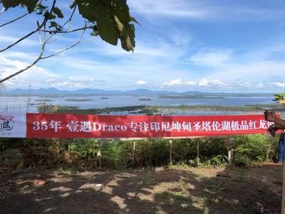 魚缸太窄會限制龍魚的生長嗎：魚缸寬度對龍魚生長有影響，