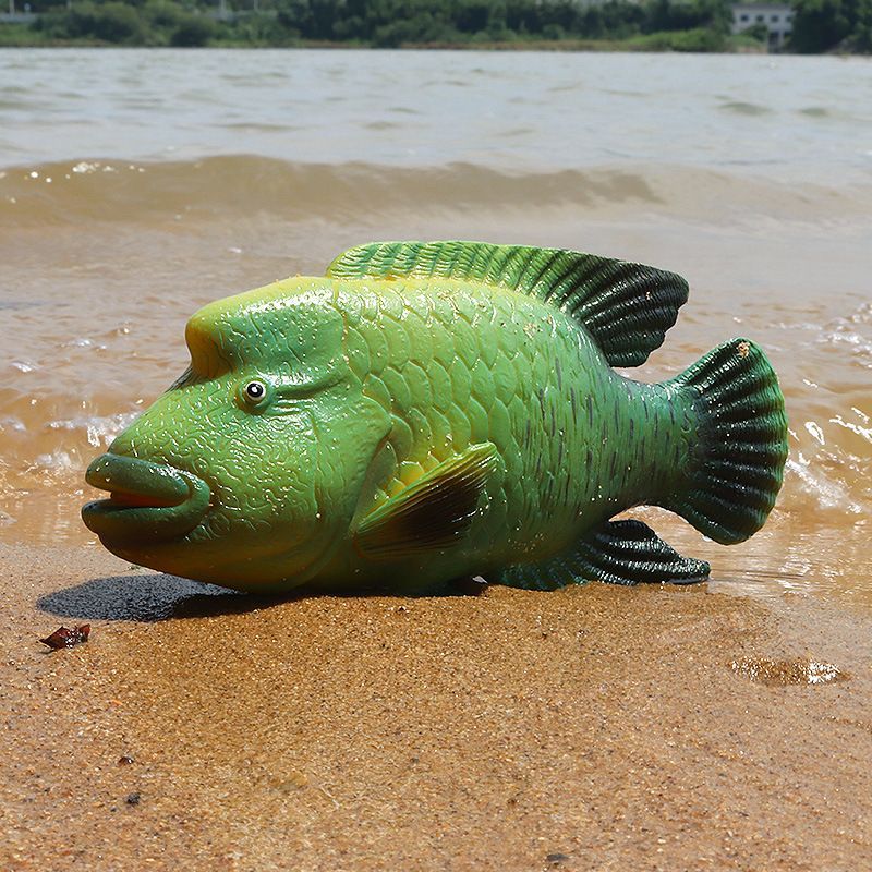 龍魚是否吃羅非魚（羅非魚可以作為龍魚的食物）