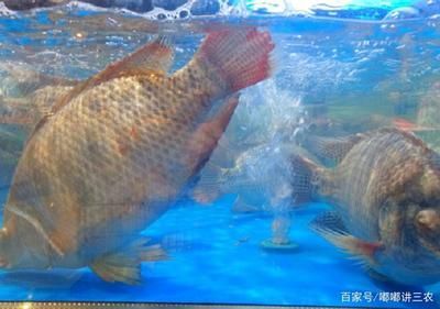 龍魚是否吃羅非魚（羅非魚可以作為龍魚的食物）