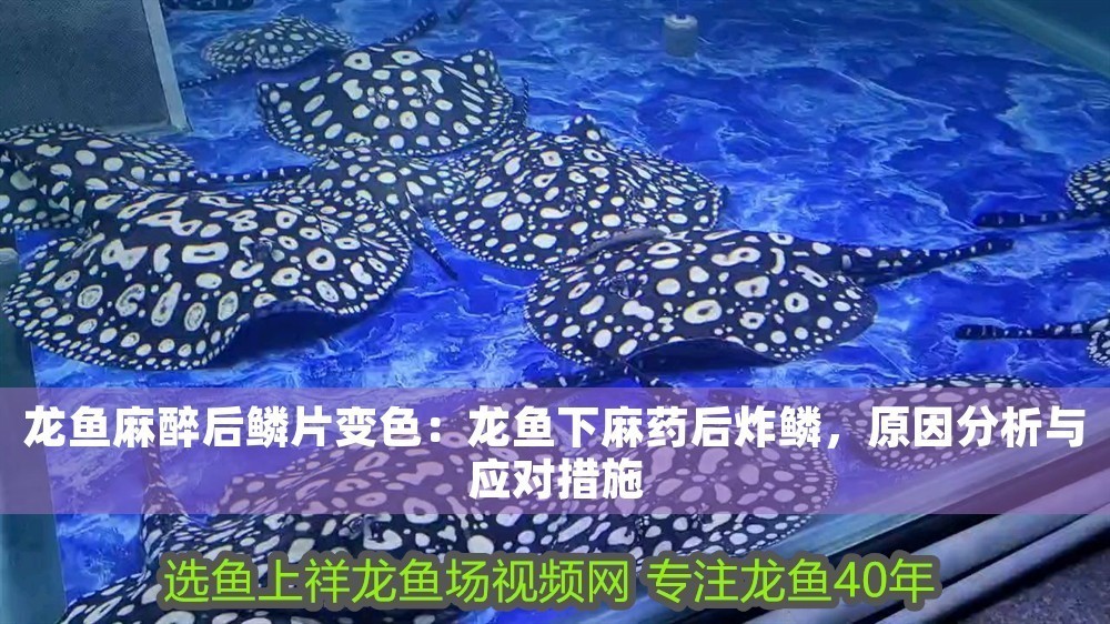 龍魚麻醉后鱗片變色：龍魚下麻藥后炸鱗，原因分析與應對措施