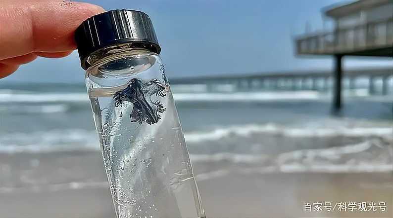藍(lán)龍的食物來源穩(wěn)定嗎？