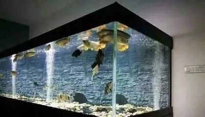 龍魚品種適合小缸養，但仍需注意潛在風險，小缸養龍需注意：哪種龍魚適合在小缸養
