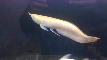 黃化銀龍魚百科（黃化銀龍魚值得養嗎360問答黃化銀龍魚值得養嗎）