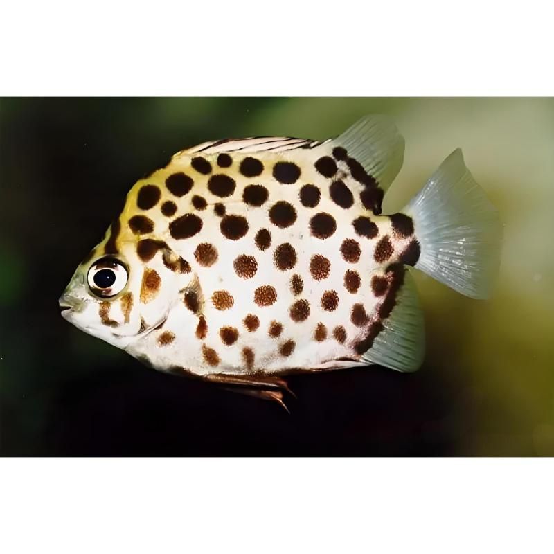 金鼓魚可以和什么魚混養(yǎng) 龍魚百科 第4張 金鼓魚可以和什么魚混養(yǎng) 金鼓魚可以和什么魚混養(yǎng) 龍魚百科 第4張