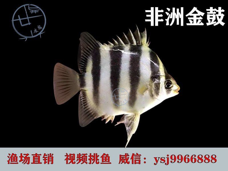 金鼓魚可以和什么魚混養(yǎng) 龍魚百科 第9張 金鼓魚可以和什么魚混養(yǎng) 金鼓魚可以和什么魚混養(yǎng) 龍魚百科 第9張