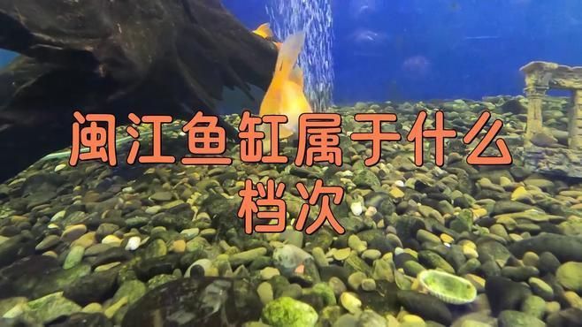 閩江魚缸屬于什么檔次 龍魚百科 第2張 閩江魚缸屬于什么檔次 閩江魚缸屬于什么檔次 龍魚百科 第2張