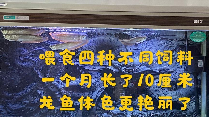 龍魚增色吃什么食物好，龍魚增色食物選擇需考慮營養平衡