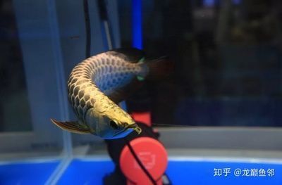 金龍魚銷售待遇如何樣，金龍魚銷售人員的薪酬待遇如何 金龍魚銷售待遇如何樣，金龍魚銷售人員的薪酬待遇如何 龍魚百科 第4張