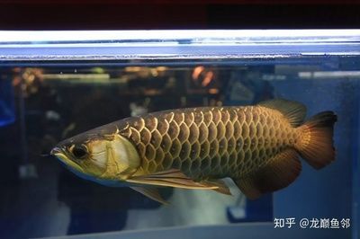 金龍魚古典過背和金頭過背哪個好：古典過背金龍魚和金頭過背金龍魚各有特色選擇哪個好用