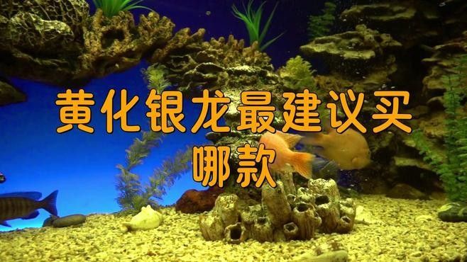 黃化龍魚23厘米價(jià)格圖片大全