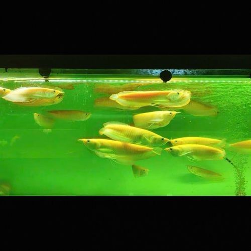 黃化龍魚23厘米價(jià)格圖片大全
