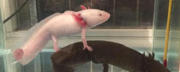 龍魚能吃蚯蚓嗎？：龍魚可以吃蚯蚓嗎