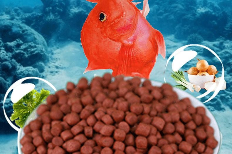 如何選擇適合招財貓魚的飼料：招財貓魚飼料品牌推薦