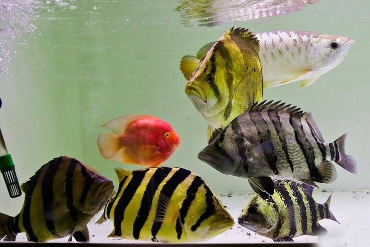 虎魚和龍魚打架誰厲害