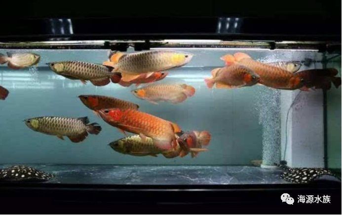 虎魚和龍魚打架誰厲害