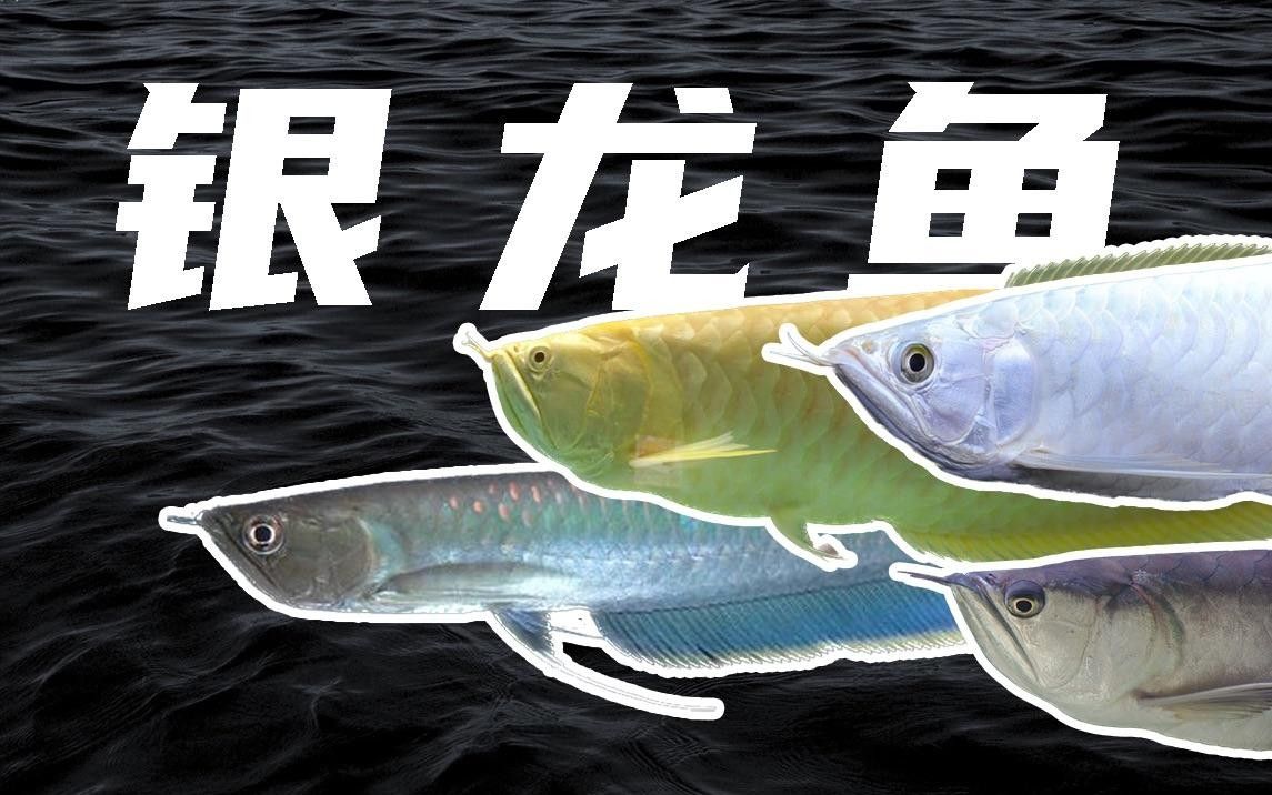 銀龍魚和金龍魚的價格差異大嗎？