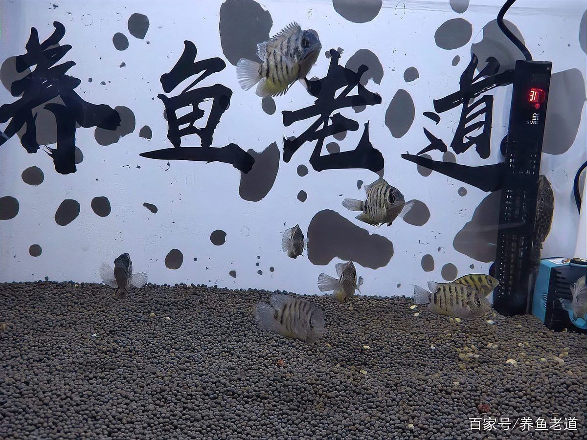 哪些龍魚疾病不適合加溫治療？ 哪些龍魚疾病不適合加溫治療？ 龍魚百科 第2張