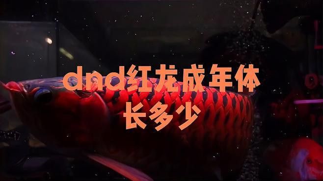 紅龍和金龍?jiān)凇洱埮c地<strong><mark>下城</mark></strong>》中的詳細(xì)設(shè)定