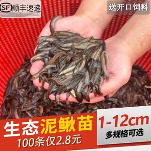給龍魚喂食飼料好嗎：自制龍魚飼料配方分析龍魚飼料哪種品牌好 給龍魚喂食飼料好嗎：自制龍魚飼料配方分析龍魚飼料哪種品牌好 龍魚百科 第4張
