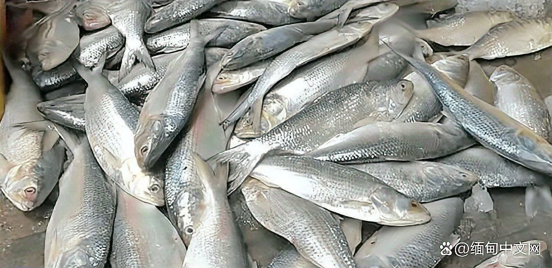 緬甸常見魚種 緬甸常見魚種 龍魚百科 第1張
