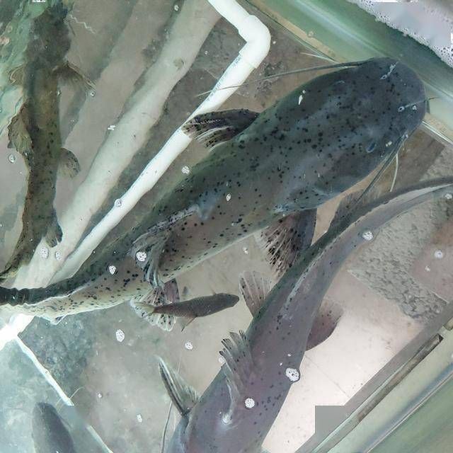 緬甸常見魚種 緬甸常見魚種 龍魚百科 第6張