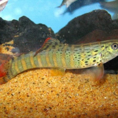 緬甸常見魚種 緬甸常見魚種 龍魚百科 第7張