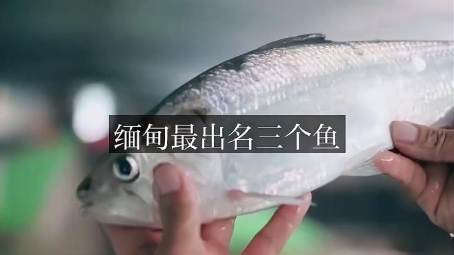 緬甸常見魚種 緬甸常見魚種 龍魚百科 第2張