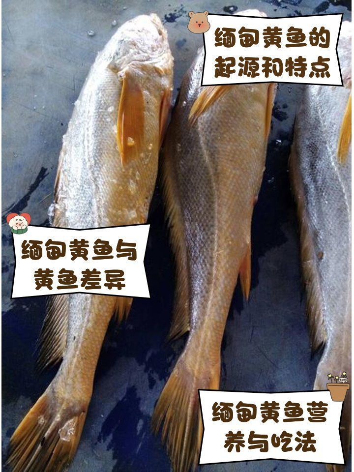 緬甸常見魚種 緬甸常見魚種 龍魚百科 第3張