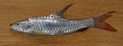 緬甸常見魚種 緬甸常見魚種 龍魚百科 第9張