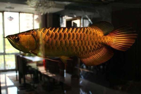 龍魚細菌感染的癥狀有哪些