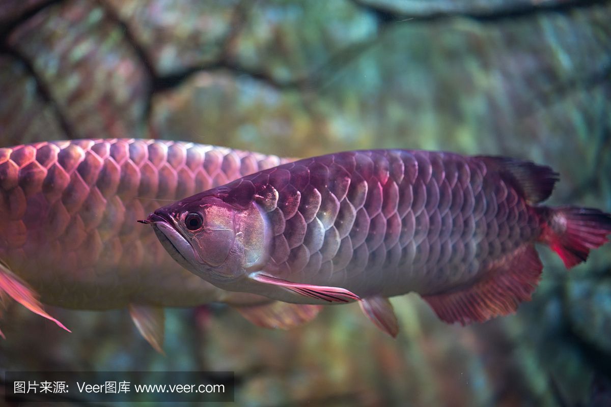 赤元素紅龍魚哪里進的：關于赤元素紅龍魚的問題
